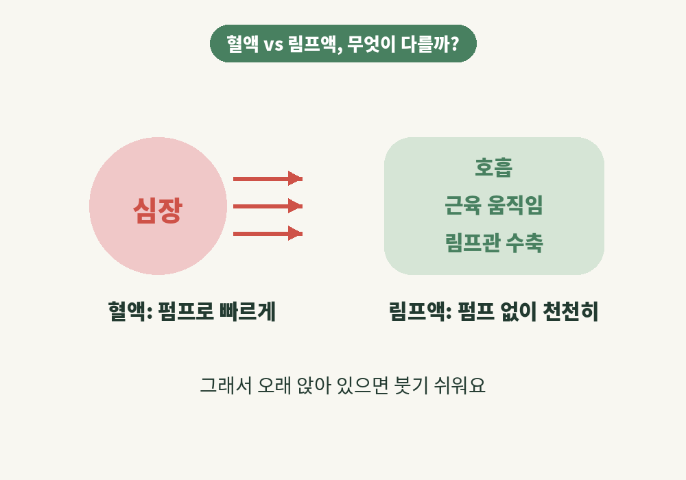 혈액과 림프액 흐름 차이로 보는 림프순환마사지 원리