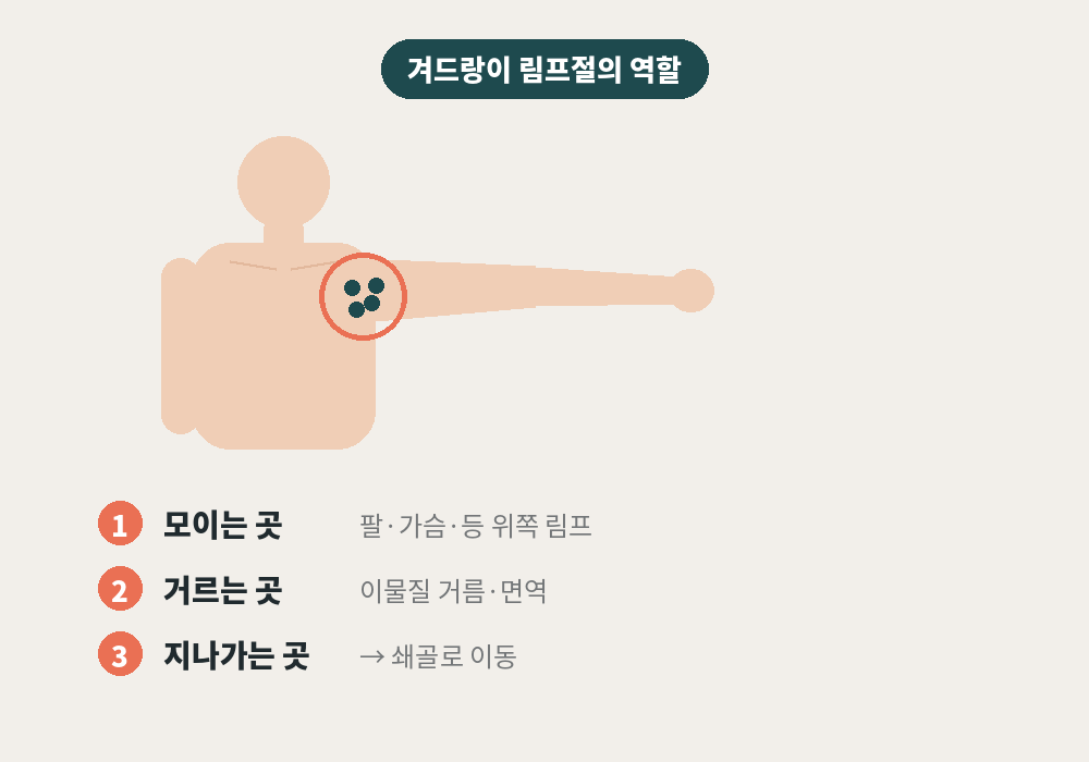 겨드랑이 림프절 위치와 팔 가슴 림프 흐름