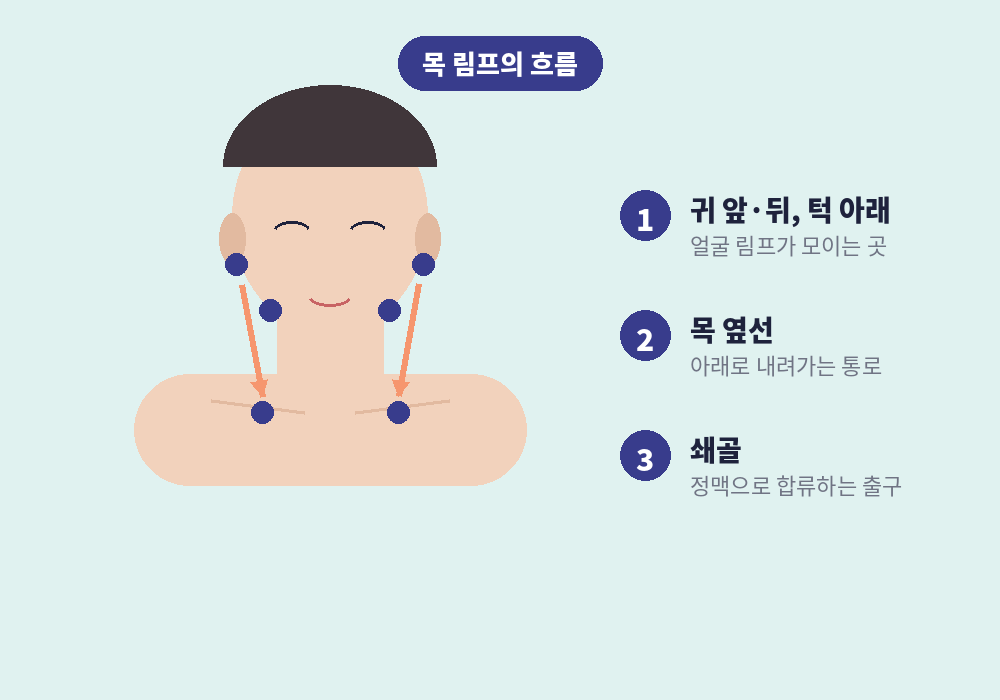 귀 아래 턱 아래 목 옆선 쇄골로 이어지는 목 림프 흐름