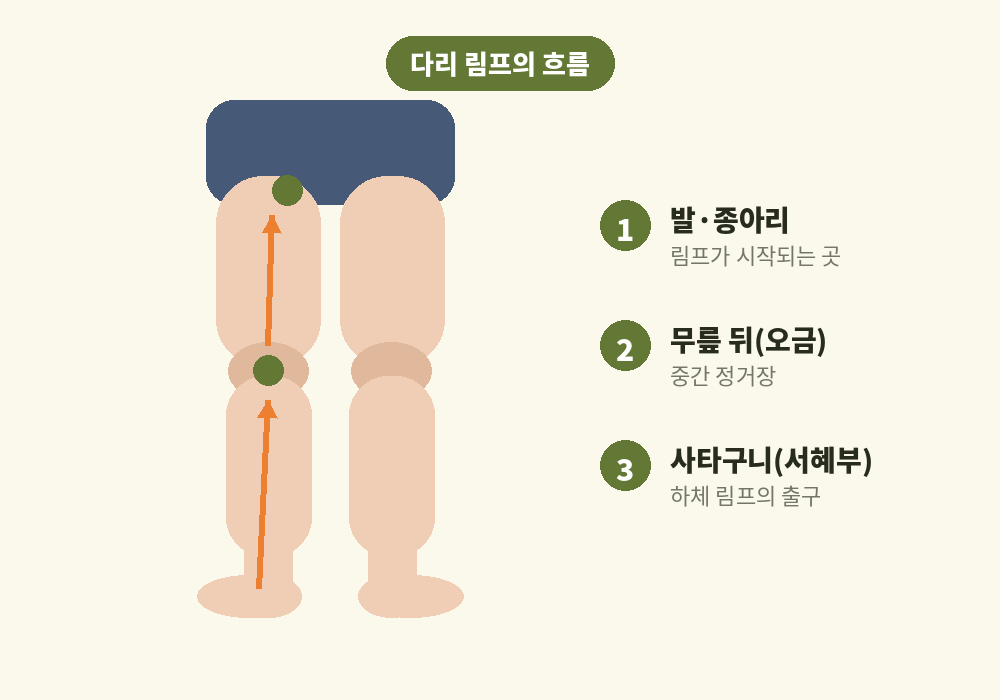 발에서 무릎 뒤 사타구니로 이어지는 다리 림프 흐름