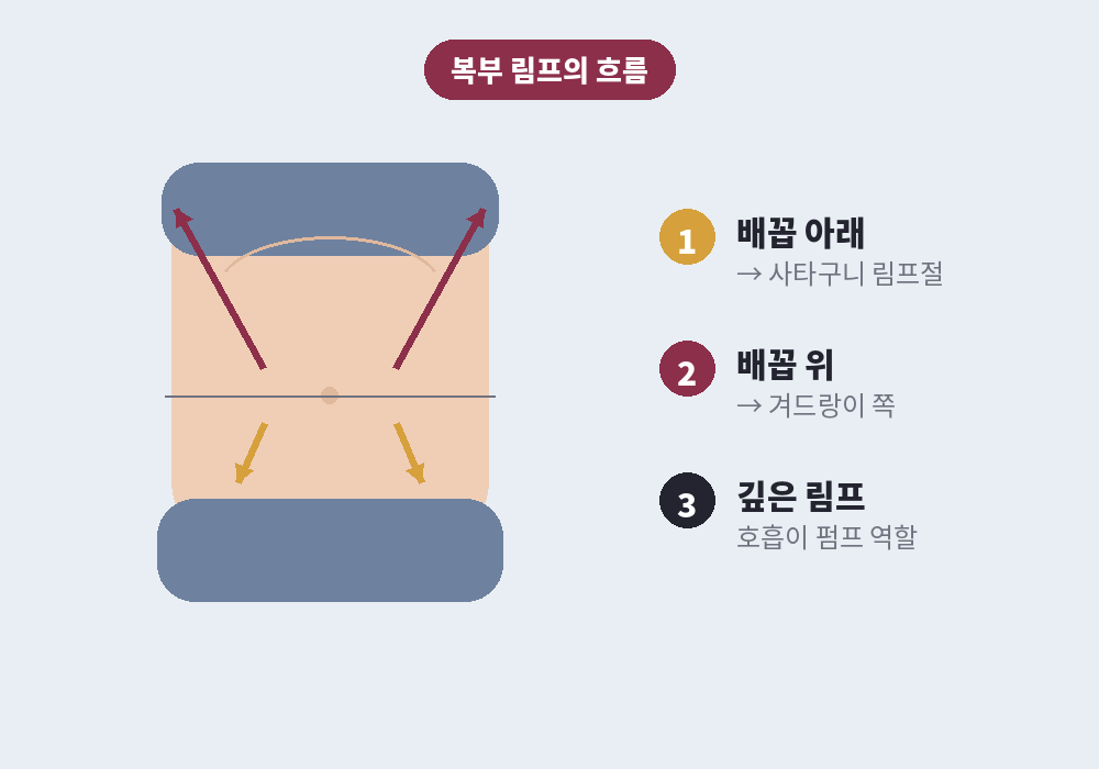 배꼽 기준 사타구니와 겨드랑이로 나뉘는 복부 림프 흐름