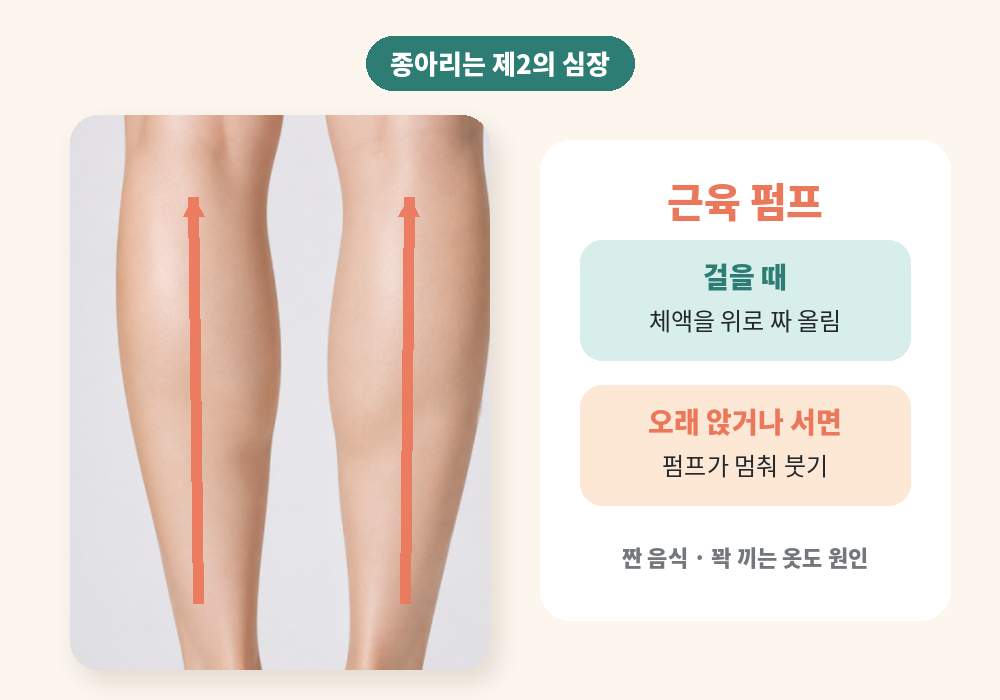 종아리 붓기 마사지가 필요한 이유 근육 펌프 원리