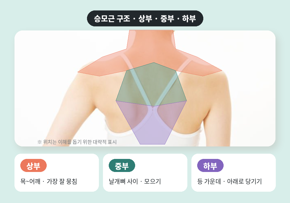 승모근 마사지 전 알아야 할 상부 중부 하부 승모근 구조