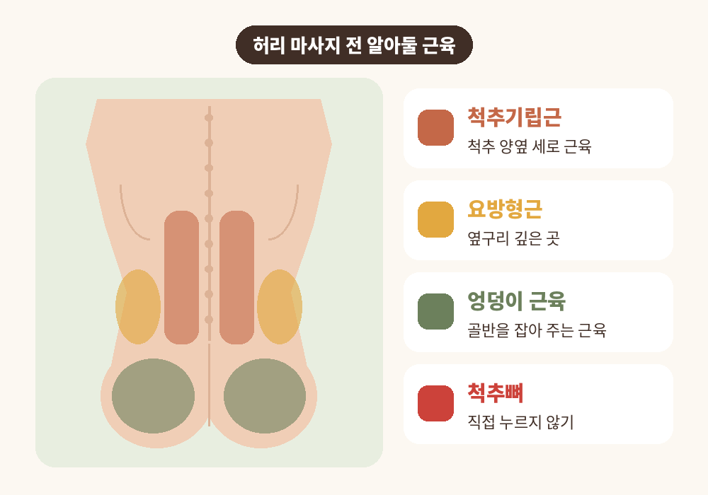 허리 마사지 전 알아둘 척추기립근 요방형근 둔근 위치