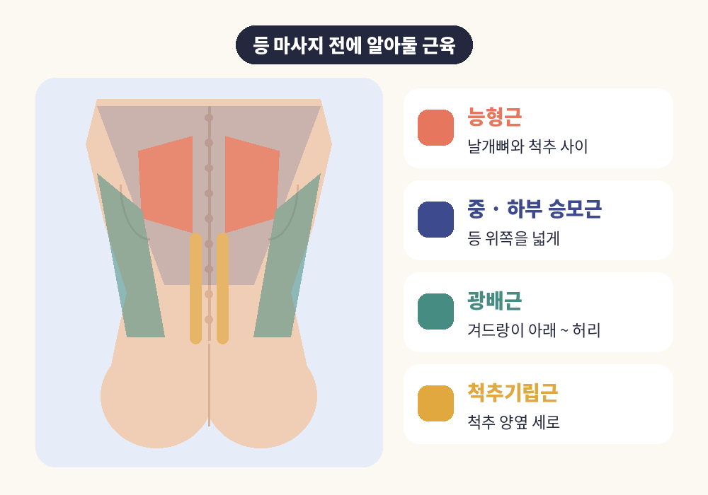 등 마사지 전에 알아둘 능형근 승모근 광배근 척추기립근 위치