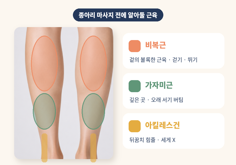 종아리 마사지 전에 알아둘 비복근 가자미근 아킬레스건 위치