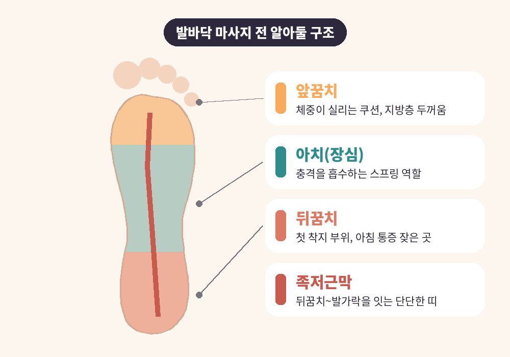 발바닥 마사지 부위 앞꿈치 아치 뒤꿈치 족저근막 구조