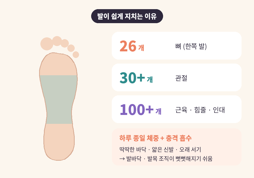발마사지 효과를 이해하기 위한 발의 뼈 관절 근육 구조