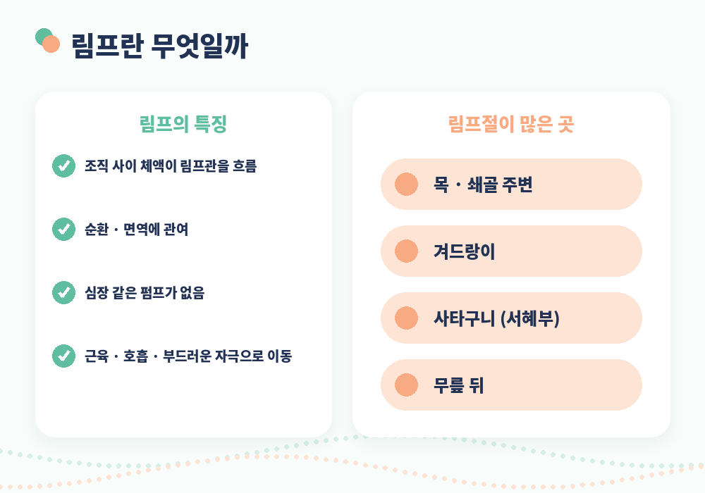 셀프 림프마사지를 위한 림프 기본 개념 림프절 위치