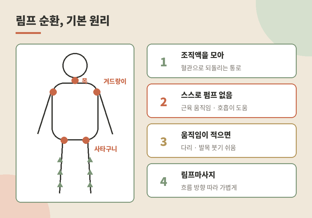 천호 림프마사지 림프 순환 원리 림프절 위치