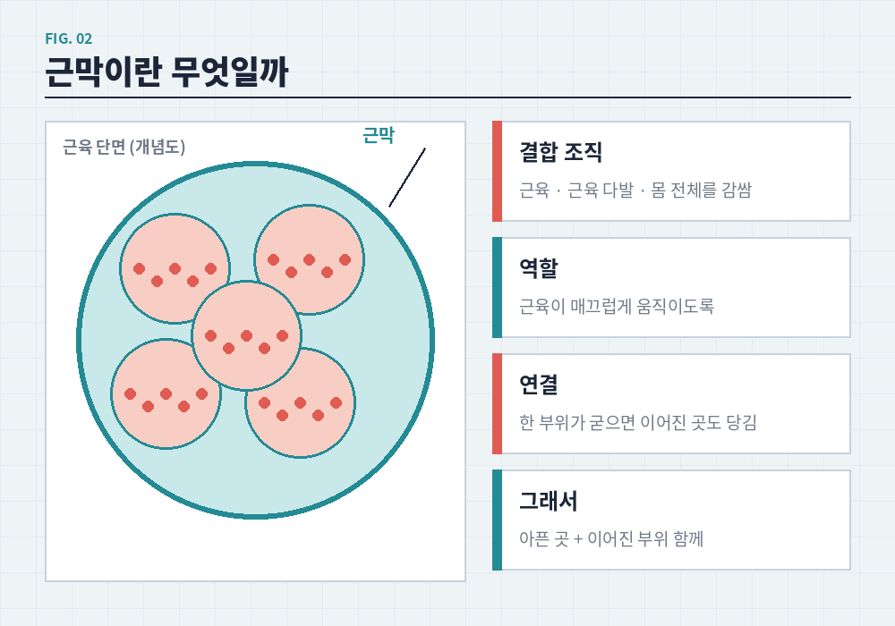 근막이완 마사지 근막 구조 근육 감싸는 막