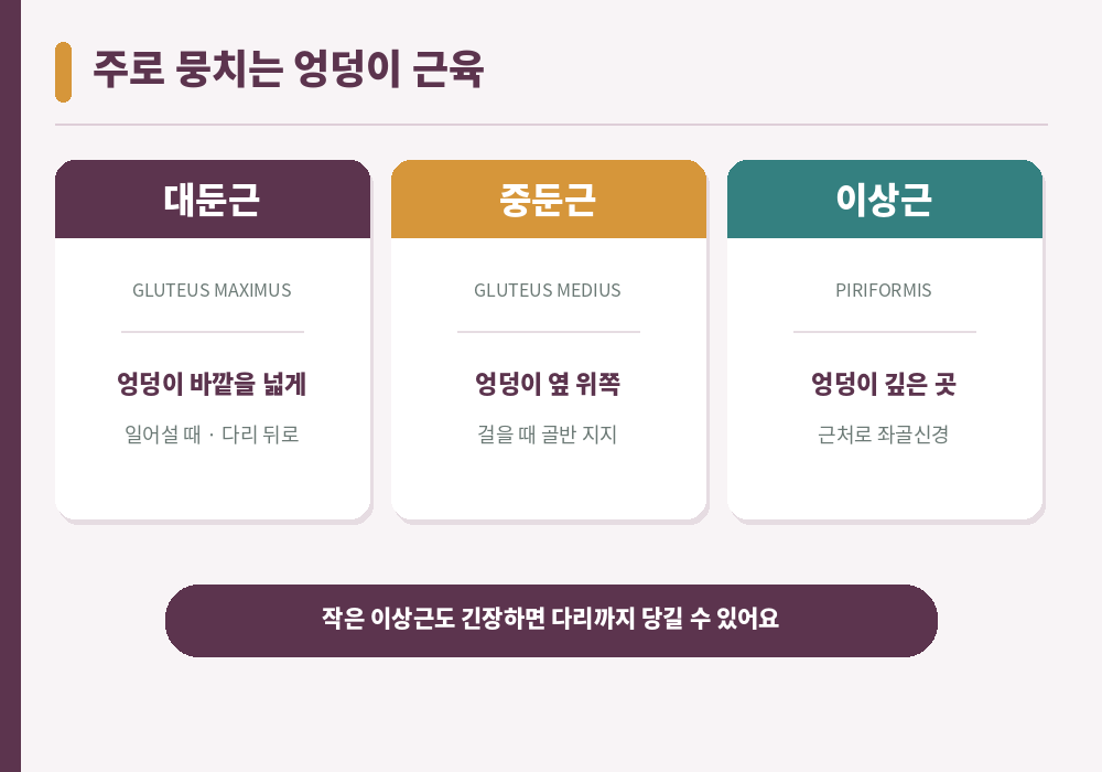 엉덩이 근육 구조 대둔근 중둔근 이상근 위치